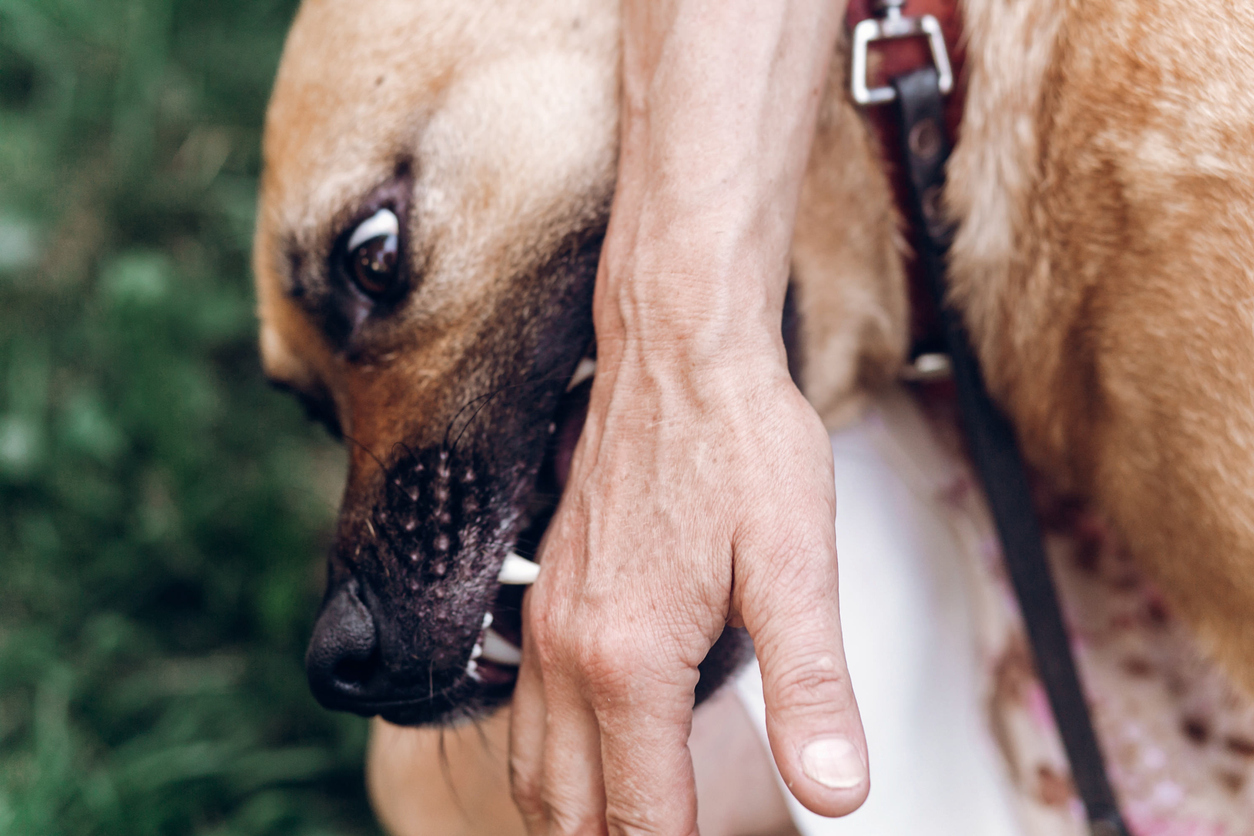 Understanding California Dog Bite Laws With A Whittier Dog Bite Attorney